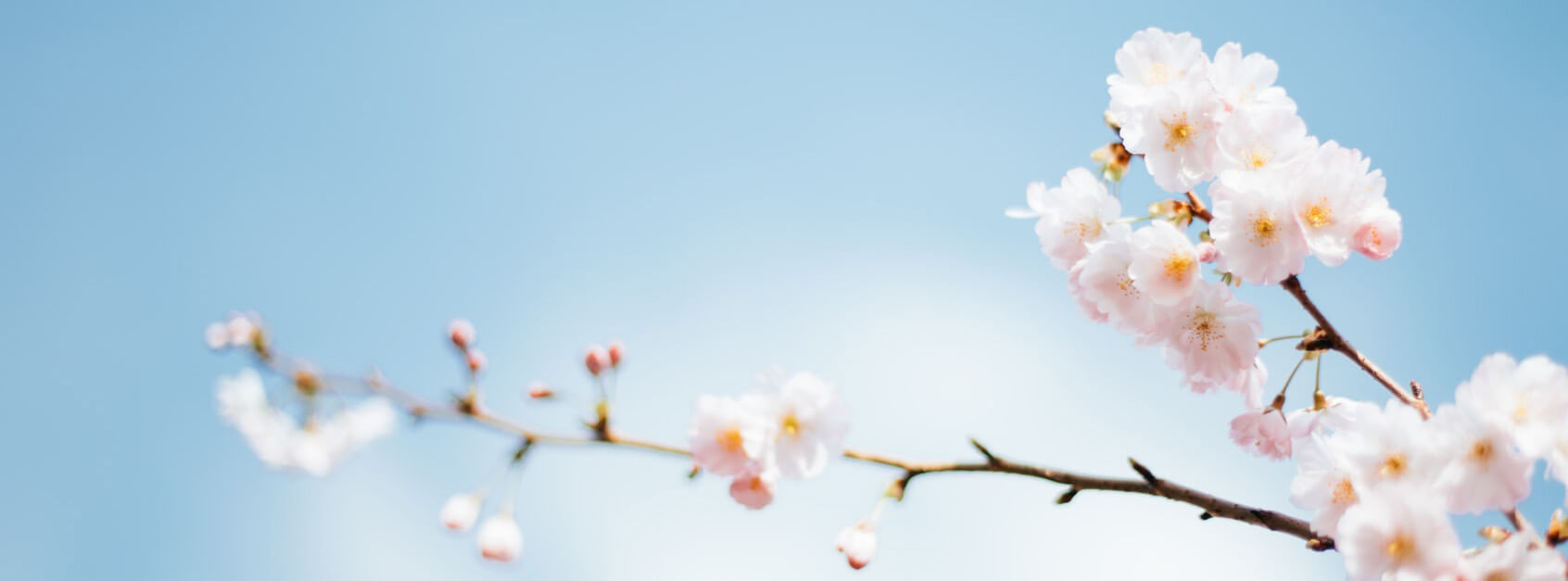 麻希哲